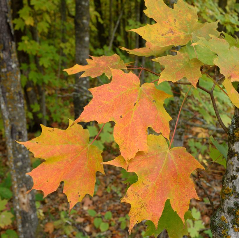 Super Sweet Sugar Maple