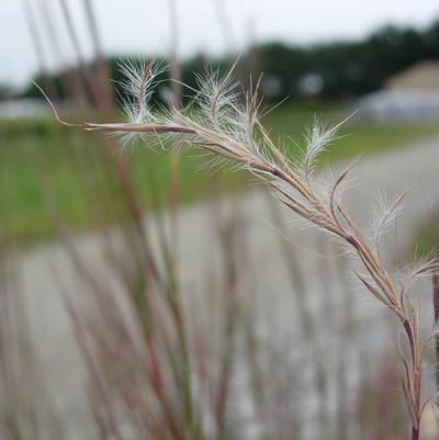 Little Bluestem