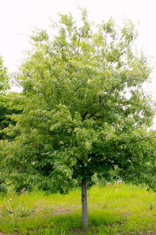 Majestic Skies™ Northern Pin Oak