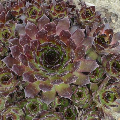 Black Hen & Chicks