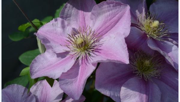 Endellion™ Clematis