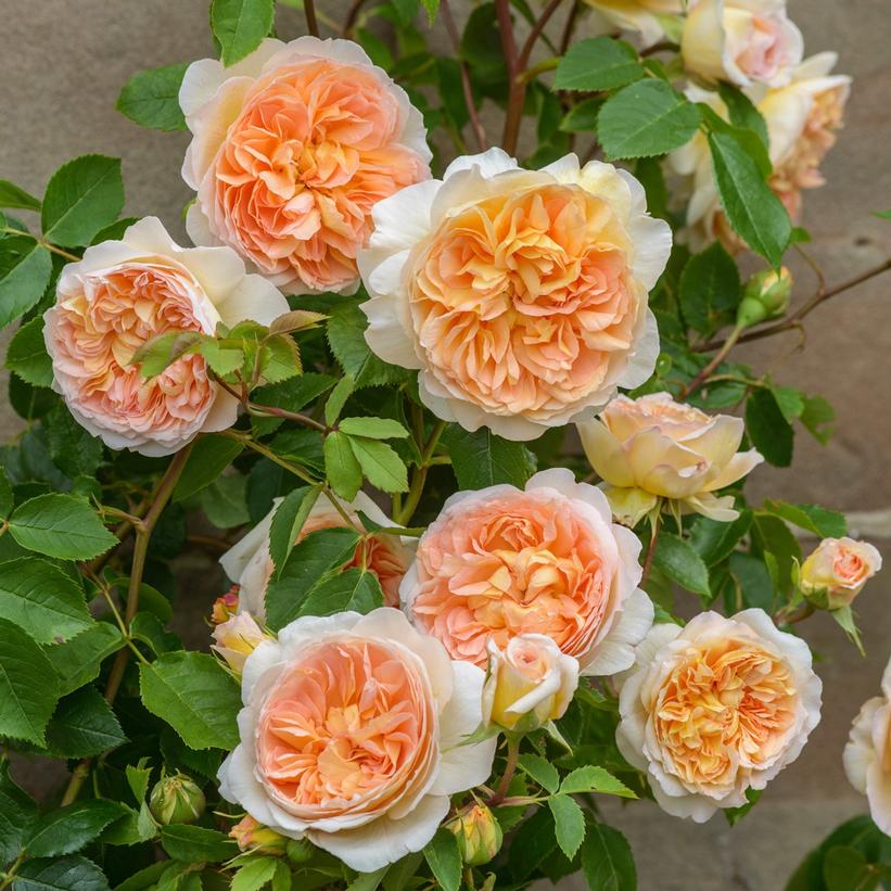 Bathsheba™ English Rose