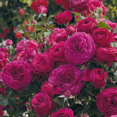 Celestial Night™ Floribunda Rose