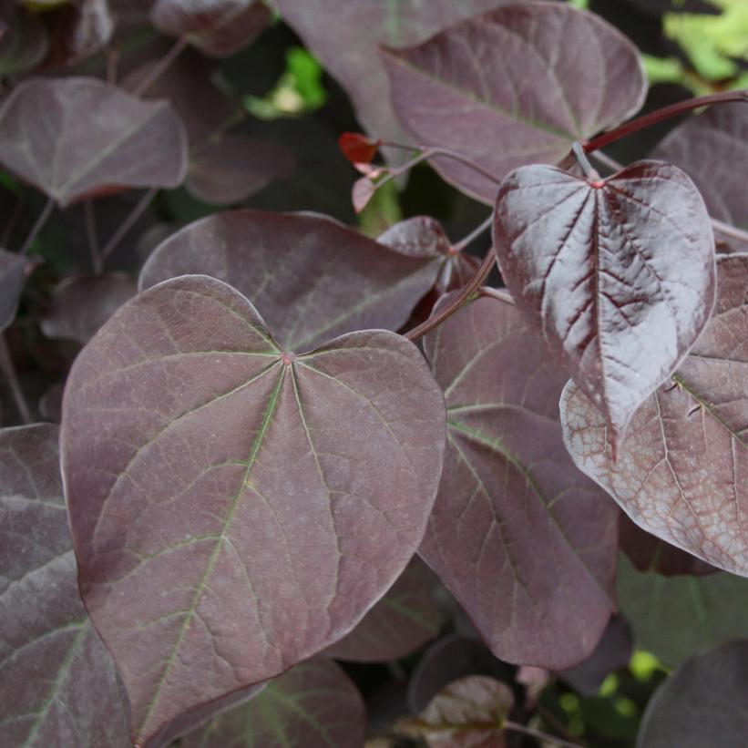 Burgundy Hearts® Redbud