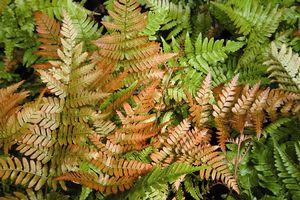 Brilliance Autumn Fern