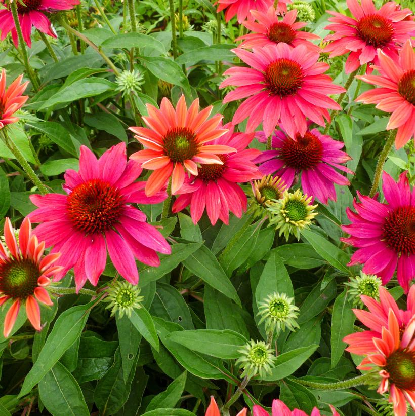 Tres Amigos Coneflower