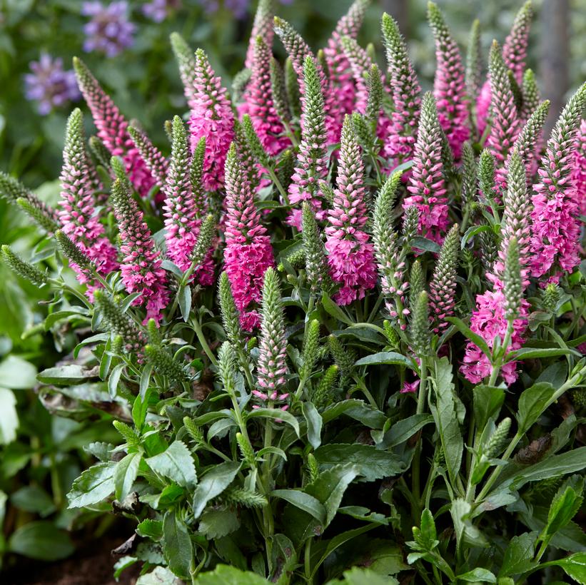 Bubblegum Candles Speedwell