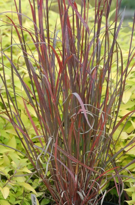 Rain Dance Big Bluestem