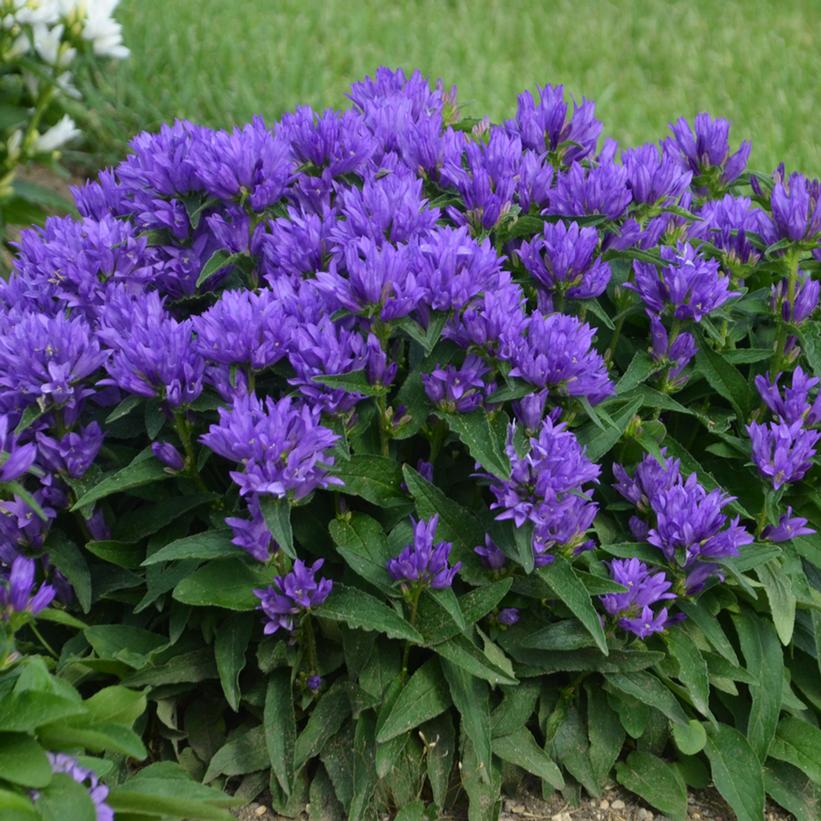 Genti Blue Bellflower