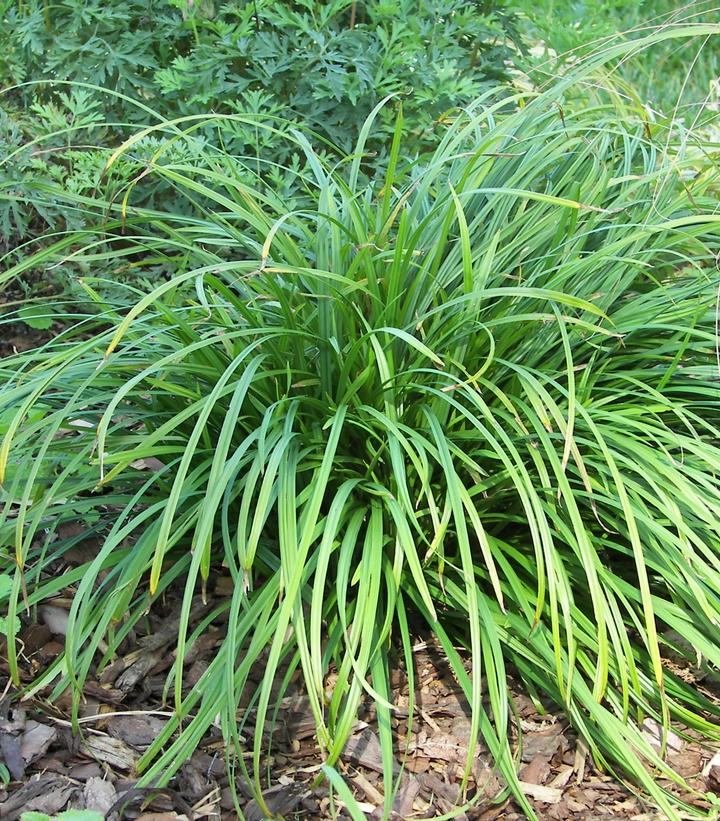 Creek sedge