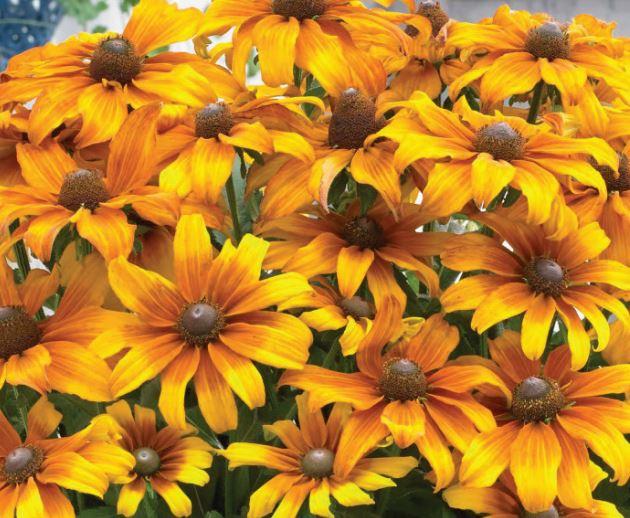 Butterscotch Biscuit Echibeckia