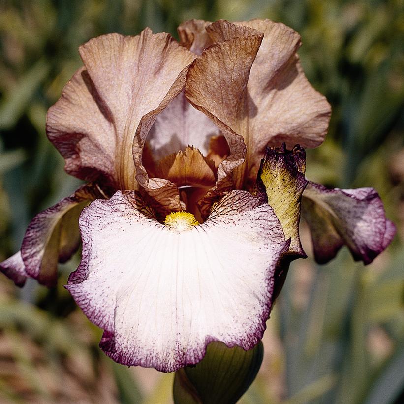 Las Vegas Tall Bearded Iris