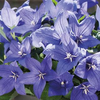 Blue Balloon Flower