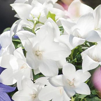 White Balloon Flower