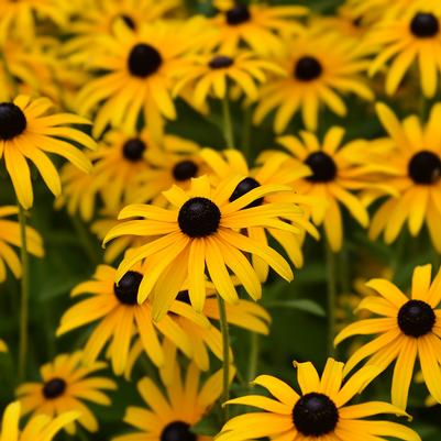 Black Eyed Susan