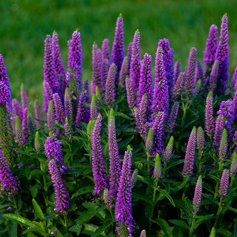 Spike Speedwell