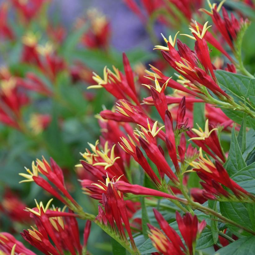 Little Red Head Indian Pink