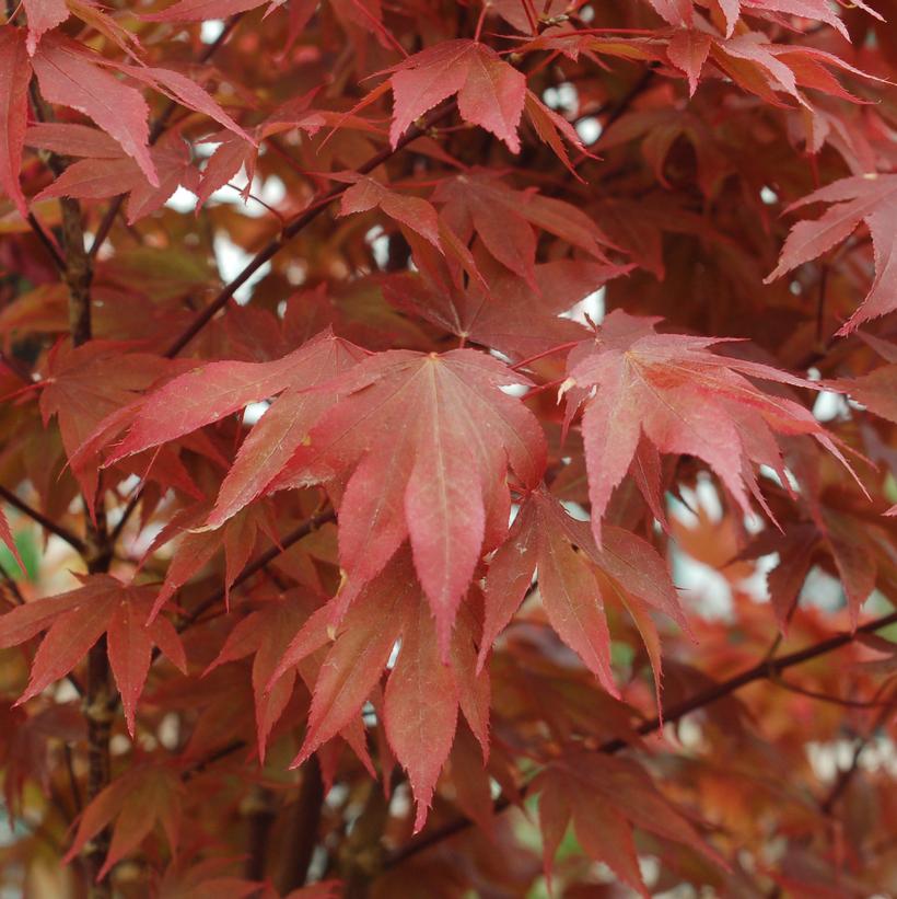 Ruslyn in the Pink Japanese Maple