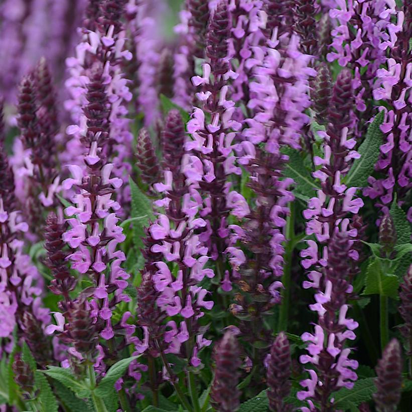 ‘Pink Profusion’ Perennial Salvia