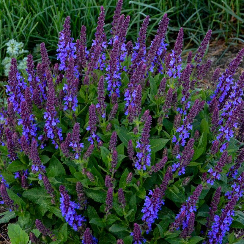 ‘Violet Profusion’ Perennial Salvia