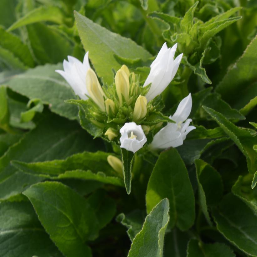 Genti White Bellflower