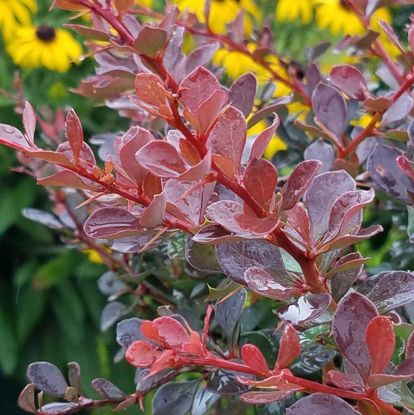 Crimson Cutie® Barberry