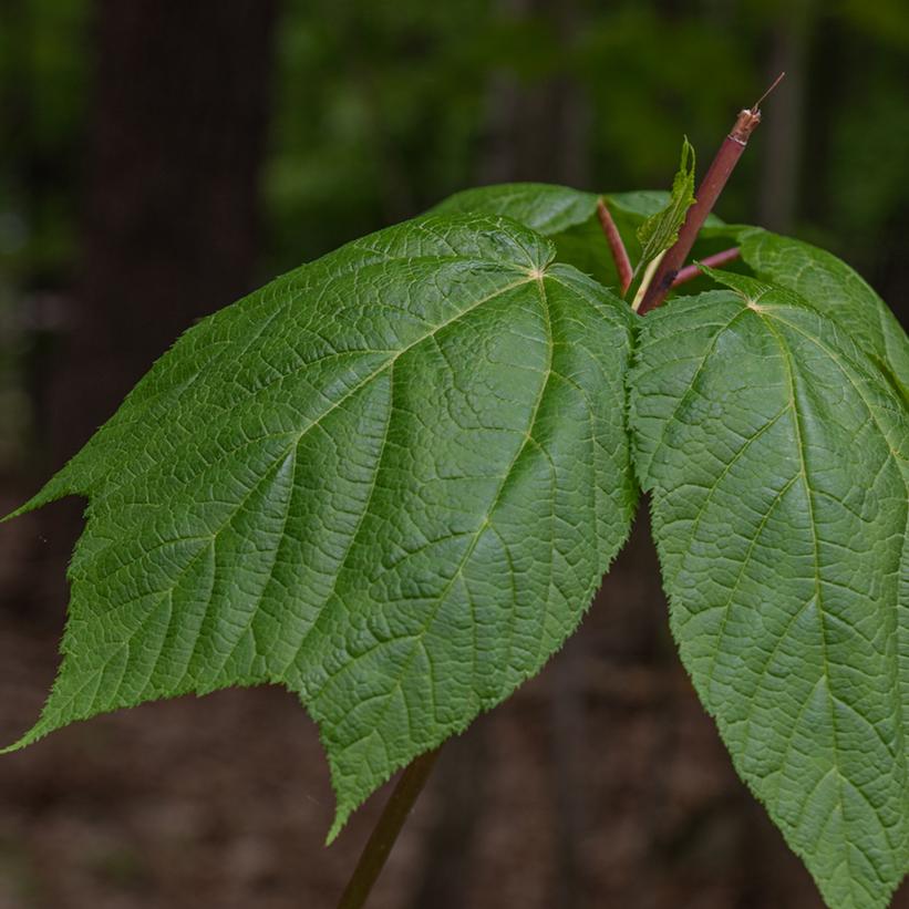 Goosfoot Maple