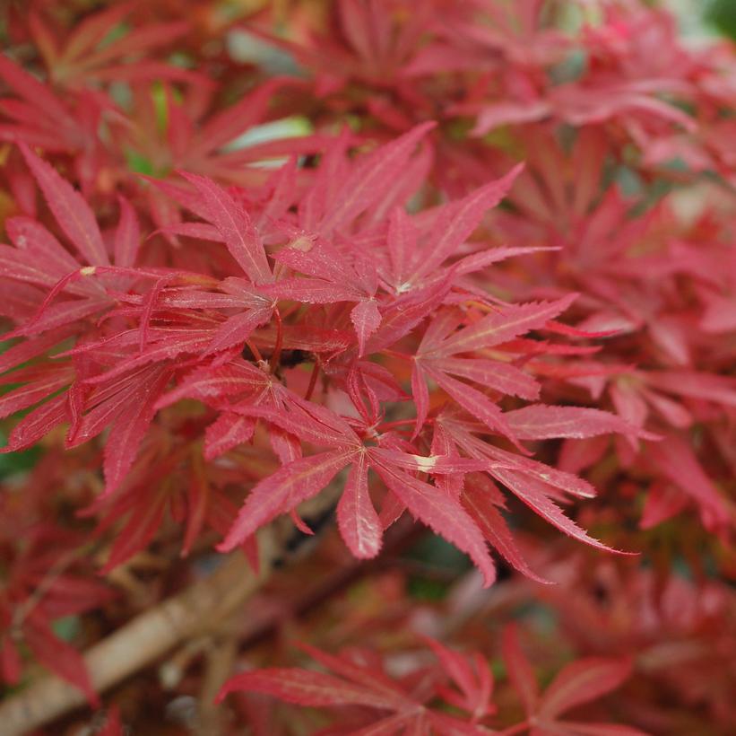 Shaina Japanese Maple