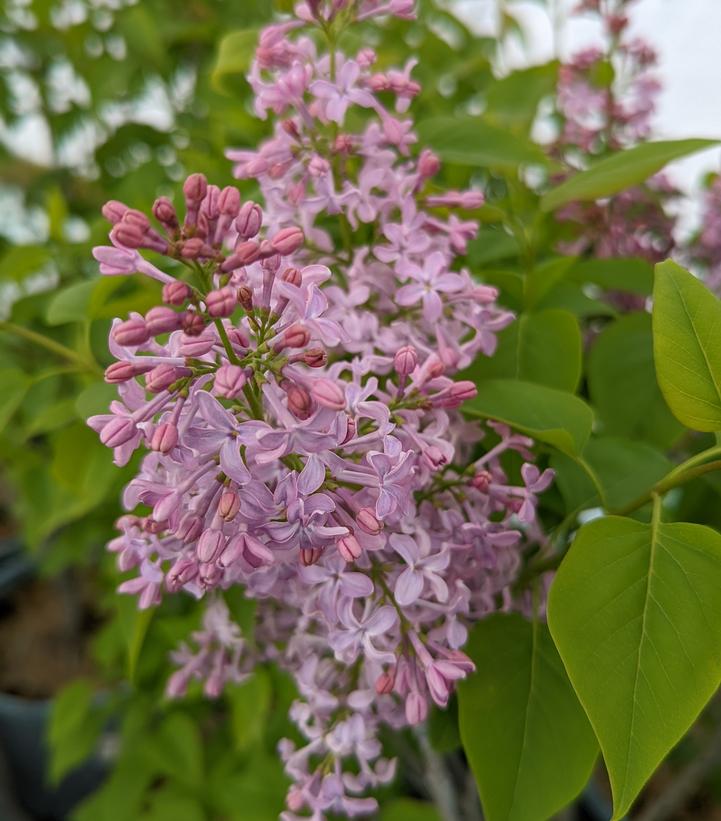 Common Lilac