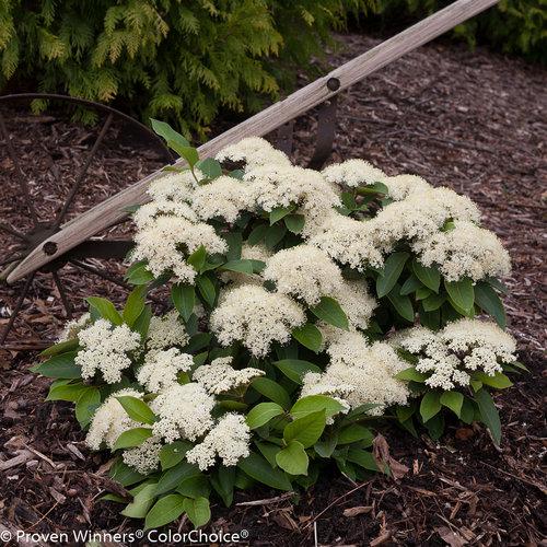 Lil’ Ditty® Witherod Viburnum