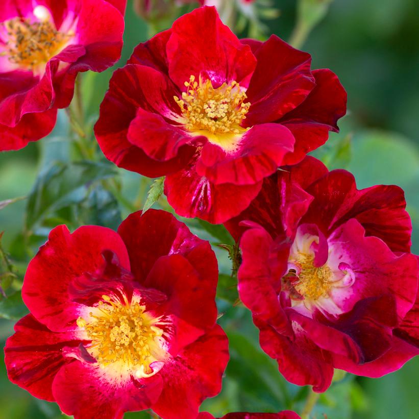 Red Streamer Climbing Rose