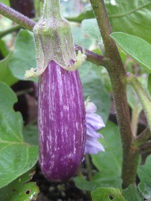 Fairy Tale Eggplant