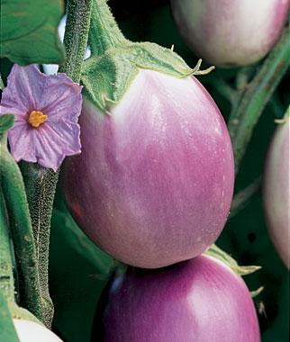 Rosa Bianca Eggplant