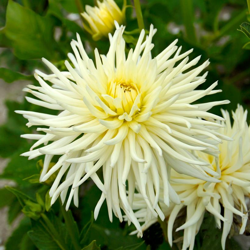 Playa Blanca Dahlia