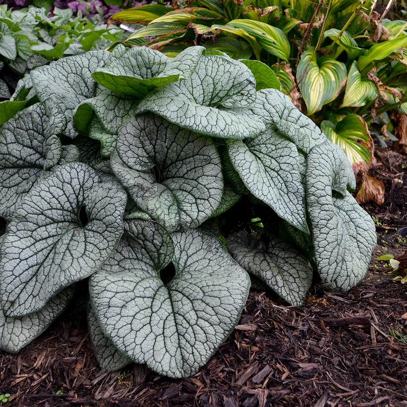 Jack of Diamonds Heartleaf Brunnera