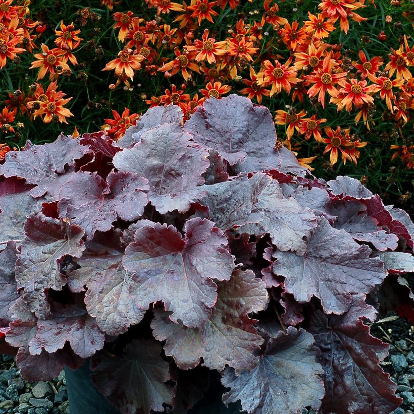 Northern Exposure™ Black Coral Bells