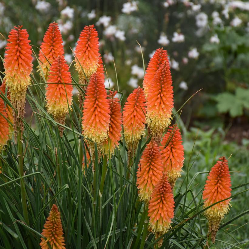 Backdraft Red Hot Poker