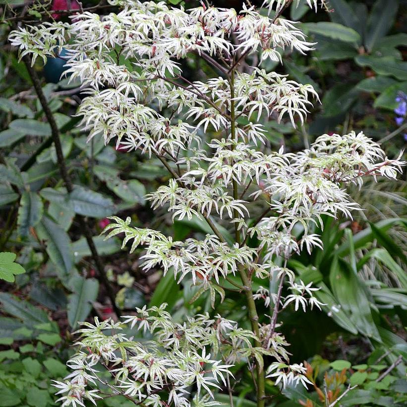 Ukigumo Japanese Maple