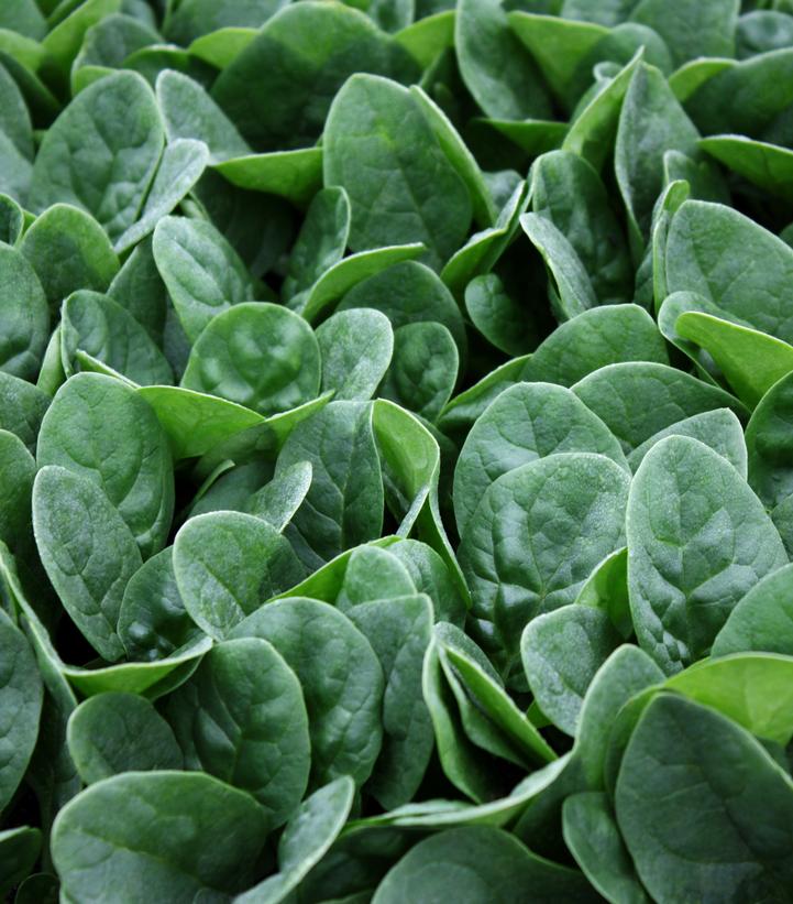 Seaside Spinach