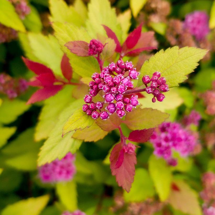 Rainbow Fizz™ Spirea