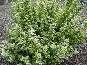 Emerald n Gold Euonymus