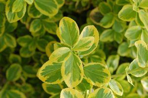 Emerald n Gold Euonymus