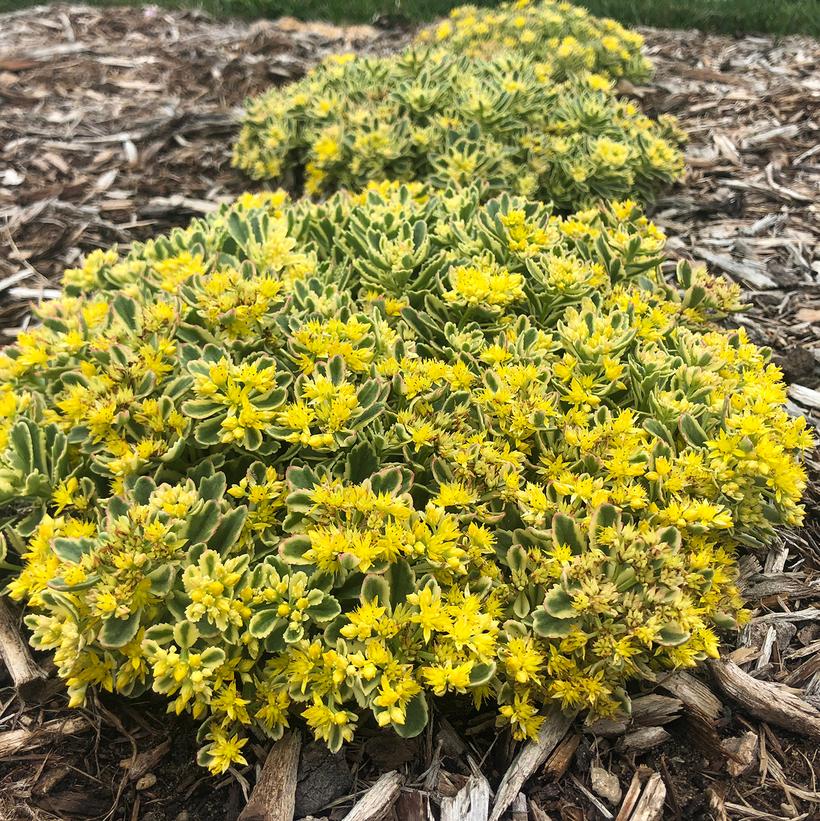 Rock ‘N Grow® ‘Boogie Woogie’ Stonecrop