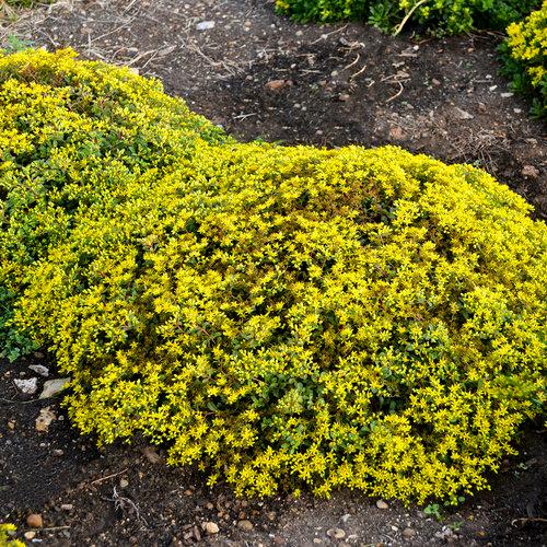 Rock ‘N Grow® ‘Yellow Brick Road’ Stonecrop