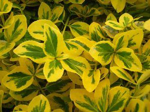 Gold Splash® Euonymus