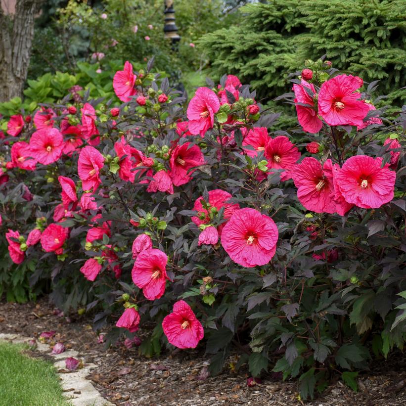 Evening Rose Rose Mallow