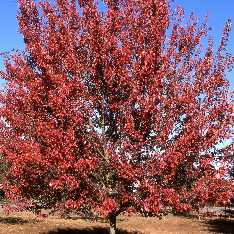 Autumn Flame Red Maple