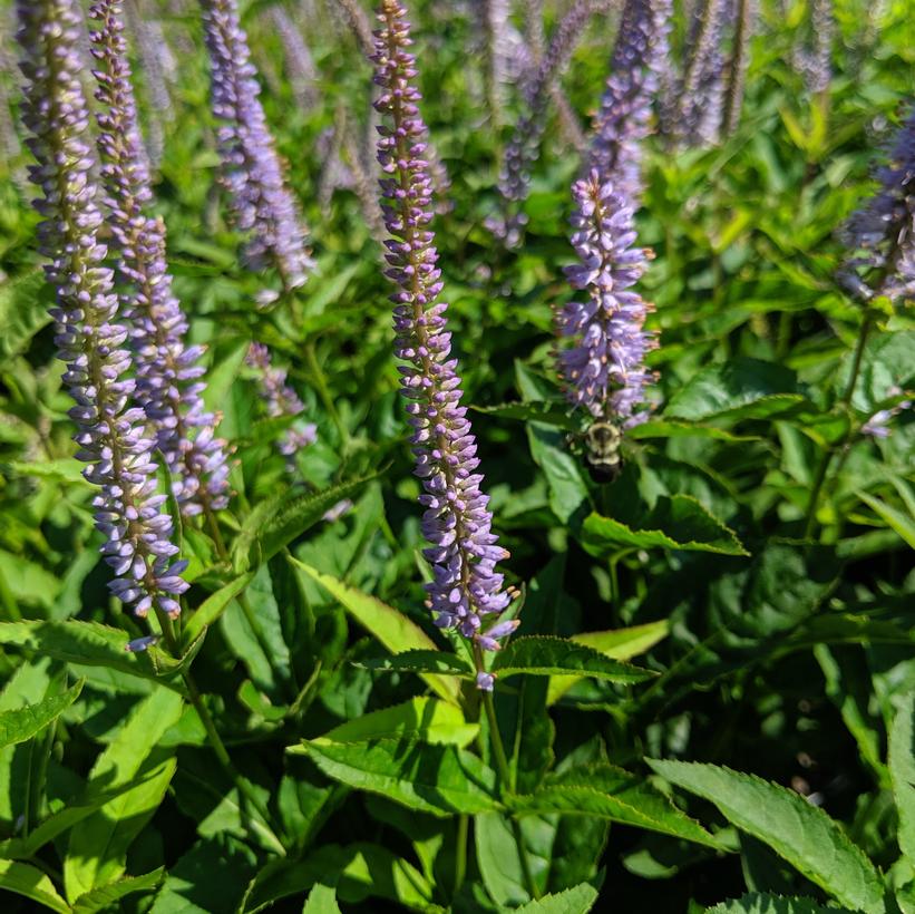 Culver’s Root