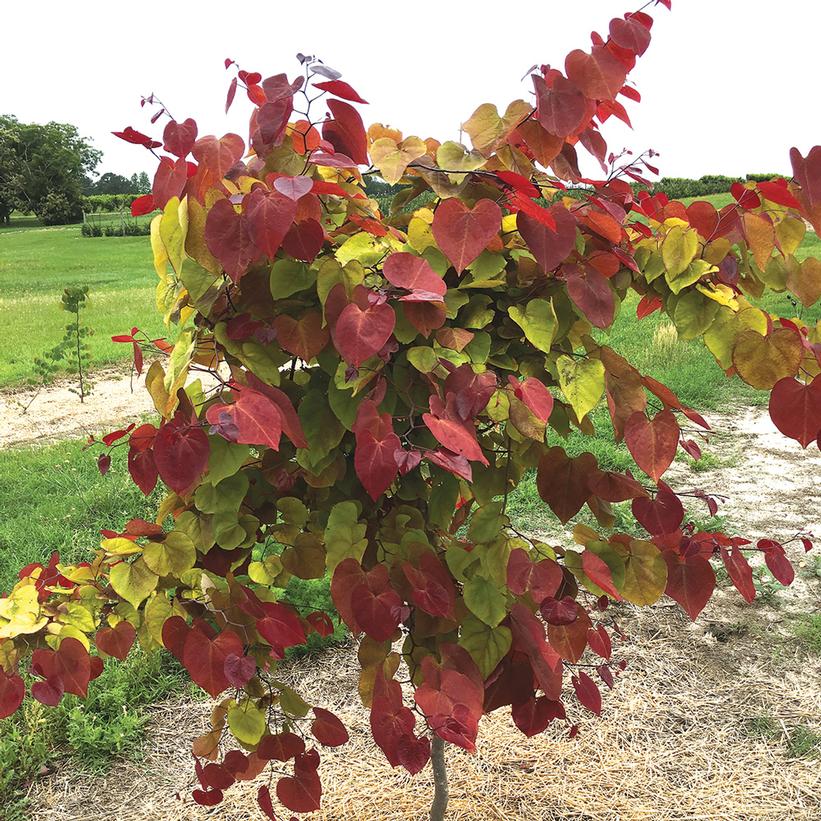 Flame Thrower® Eastern Redbud