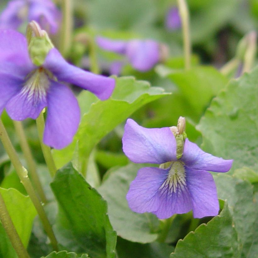 Common Blue Violet